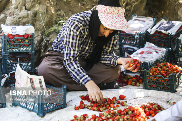 مدال طلای سرخ بر گردن کشاورزی کردستان