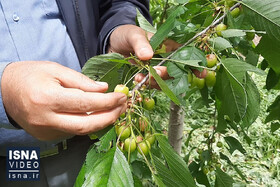 ویدیو/ خسارت سنگین تگرگ به باغات شهرستان خوی