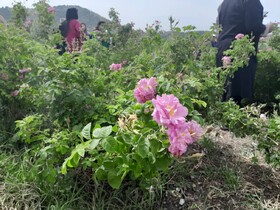 بروجرد ۸۳ هکتار بوستان گل محمدی دارد