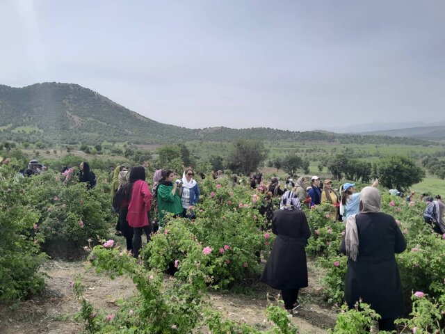 استشمام شمیم عطر بهشت در باغات گل محمدی بانه