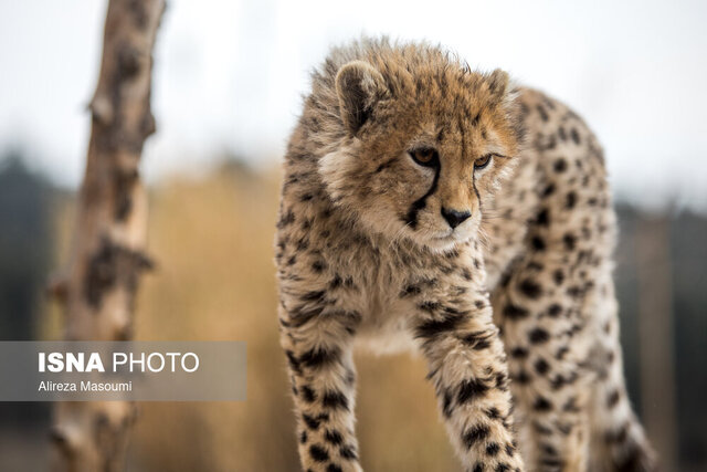 عکس تزئینی ست مشاهده یک قلاده یوزپلنگ آسیایی در میامی