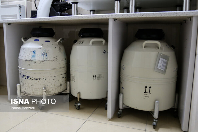 انجماد یک «رویا» در دمای منفی ۱۹۶ درجه