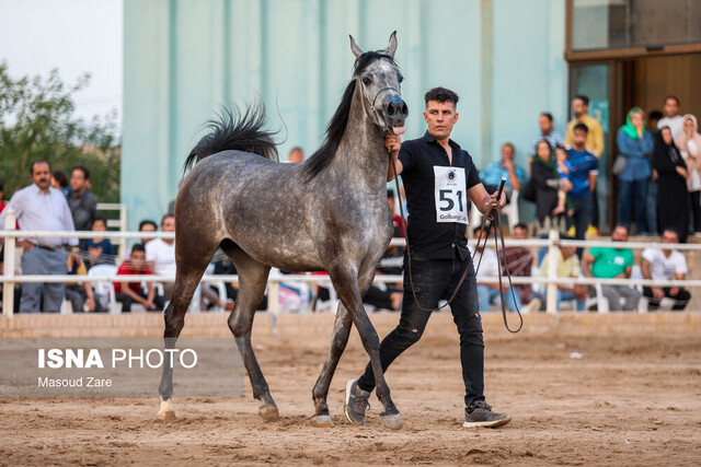 استقبال بی‎نظیر یزدی‌ها از جشنواره زیبایی اسب