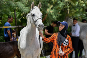 هفدهمین جشنواره ملی زیبایی اسب اصیل ترکمن