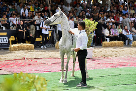 هفدهمین جشنواره ملی زیبایی اسب اصیل ترکمن