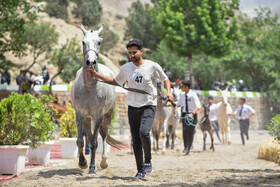 هفدهمین جشنواره ملی زیبایی اسب اصیل ترکمن