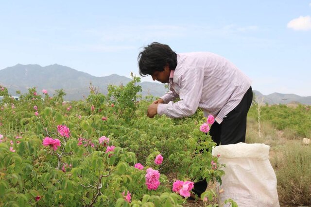 آغاز برداشت گل محمدی در جنوب کرمان/ پیشبینی ۵۲۰ تن محصول