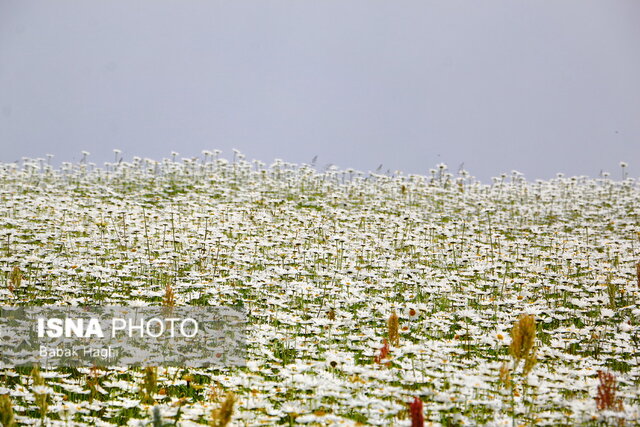 جنگل فندقلو؛ سرزمین گلهای بابونه