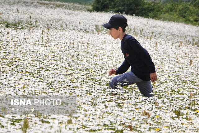 جنگل فندقلو؛ سرزمین گل‌های بابونه