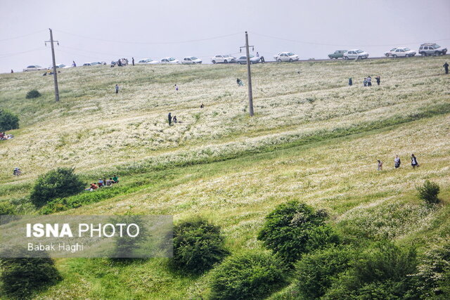 جنگل فندقلو؛ سرزمین گلهای بابونه
