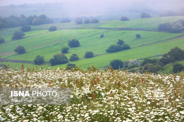 جنگل فندقلو؛ سرزمین گلهای بابونه