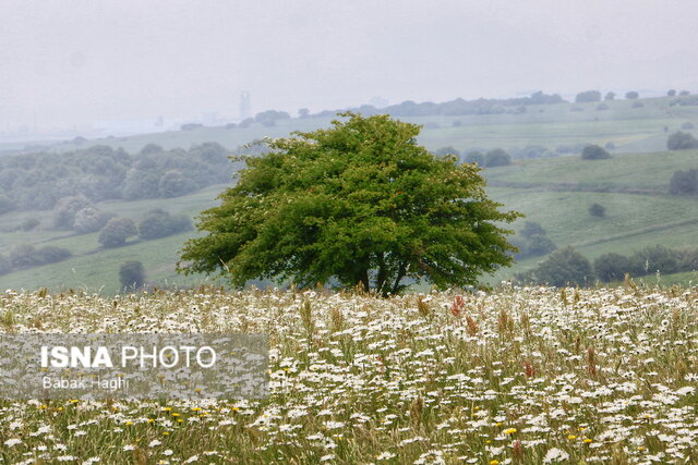 جنگل فندقلو؛ سرزمین گلهای بابونه