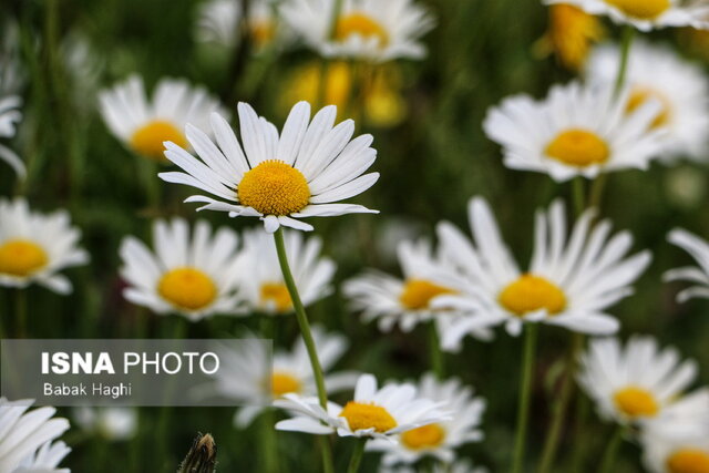 جنگل فندقلو؛ سرزمین گلهای بابونه