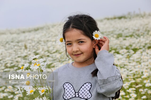 جنگل فندقلو؛ سرزمین گل‌های بابونه