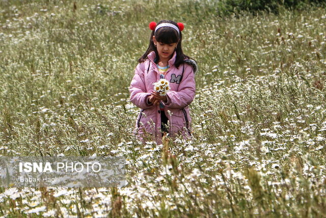 جنگل فندقلو؛ سرزمین گلهای بابونه