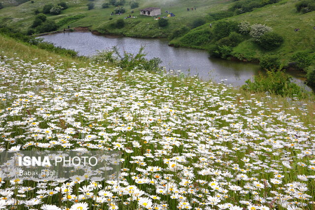 جنگل فندقلو؛ سرزمین گلهای بابونه