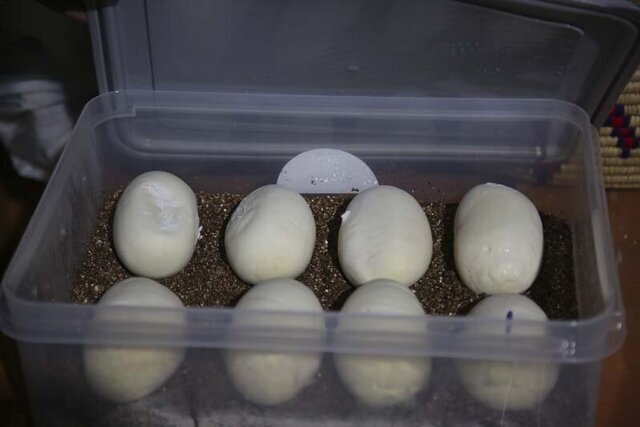 زمان از تخم بیرون آمدن مارهای پیتون کرج رسید