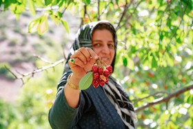 برداشت گیلاس در روستای بندبن
