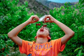 برداشت گیلاس در روستای بندبن