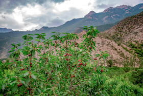 برداشت گیلاس در روستای بندبن
