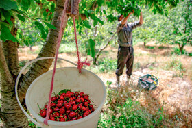 برداشت گیلاس در روستای بندبن