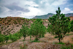 برداشت گیلاس در روستای بندبن