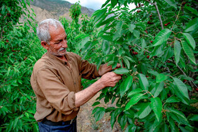 برداشت گیلاس در روستای بندبن