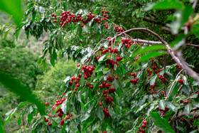برداشت گیلاس در روستای بندبن