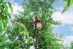 برداشت گیلاس در روستای بندبن