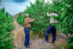 برداشت گیلاس در روستای بندبن