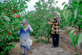 برداشت گیلاس در روستای بندبن
