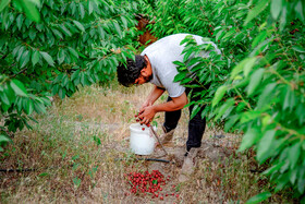 برداشت گیلاس در روستای بندبن
