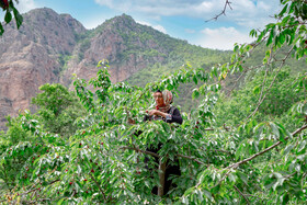 برداشت گیلاس در روستای بندبن