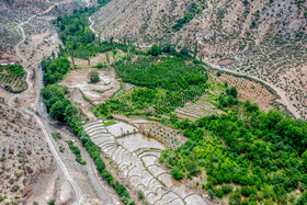 برداشت گیلاس در روستای بندبن