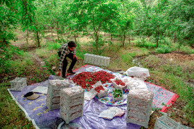 برداشت گیلاس در روستای بندبن