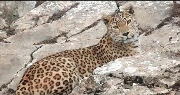 عکس تزئینی ست مشاهده یک قلاده پلنگ و گله ۶ راسی گورخر ایرانی در پارک ملی توران