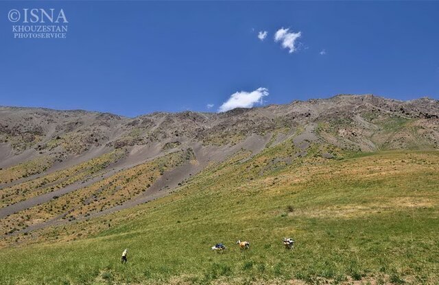 گَهرِ بیسامان و میمهای متولی