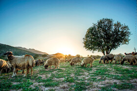 مردمانی سختکوش با زندگی ساده و بیآلایش