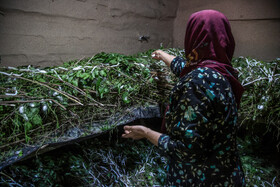 در طی چند روز، یک کرم ابریشم به تنهایی پیله‌ای را می‌تَند که بتوان از آن ۶۰۰ متر نخ ابریشم برداشت کرد؛ البته برای تولید نیم کیلو به ۲۵ هزار پیله نیاز است.