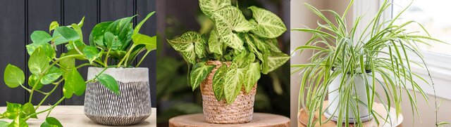 گیاهانی که هوای خانه را در عرض ۸ ساعت تمیز میکنند