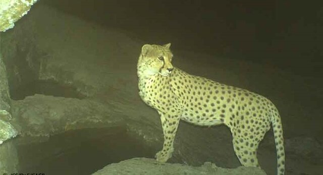 زیستگاه ۸۸ درصد گربهسانان ایران در کرمان/ "زاغ بور" گونه شاخص استان