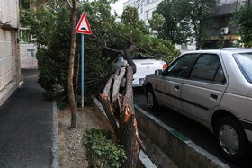 خسارات ناشی از وزش باد شدید در تهران