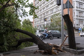 خسارات ناشی از وزش باد شدید در تهران