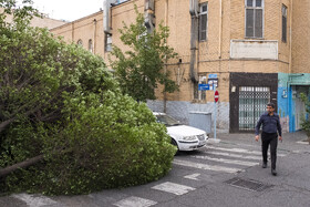 خسارات ناشی از وزش باد شدید در تهران