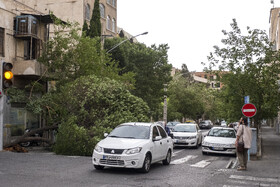 خسارات ناشی از وزش باد شدید در تهران