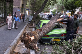 خسارات ناشی از وزش باد شدید در تهران