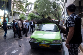خسارات ناشی از وزش باد شدید در تهران