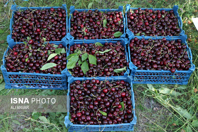 آغاز برداشت گیلاس از باغهای استان اردبیل