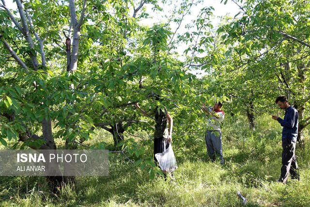 آغاز برداشت گیلاس از باغ‌های استان اردبیل