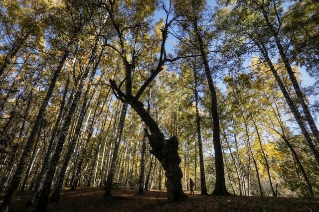 عکس ارشیوی است اطفای کامل حریق جنگل های دست کاشت رضوانشهر